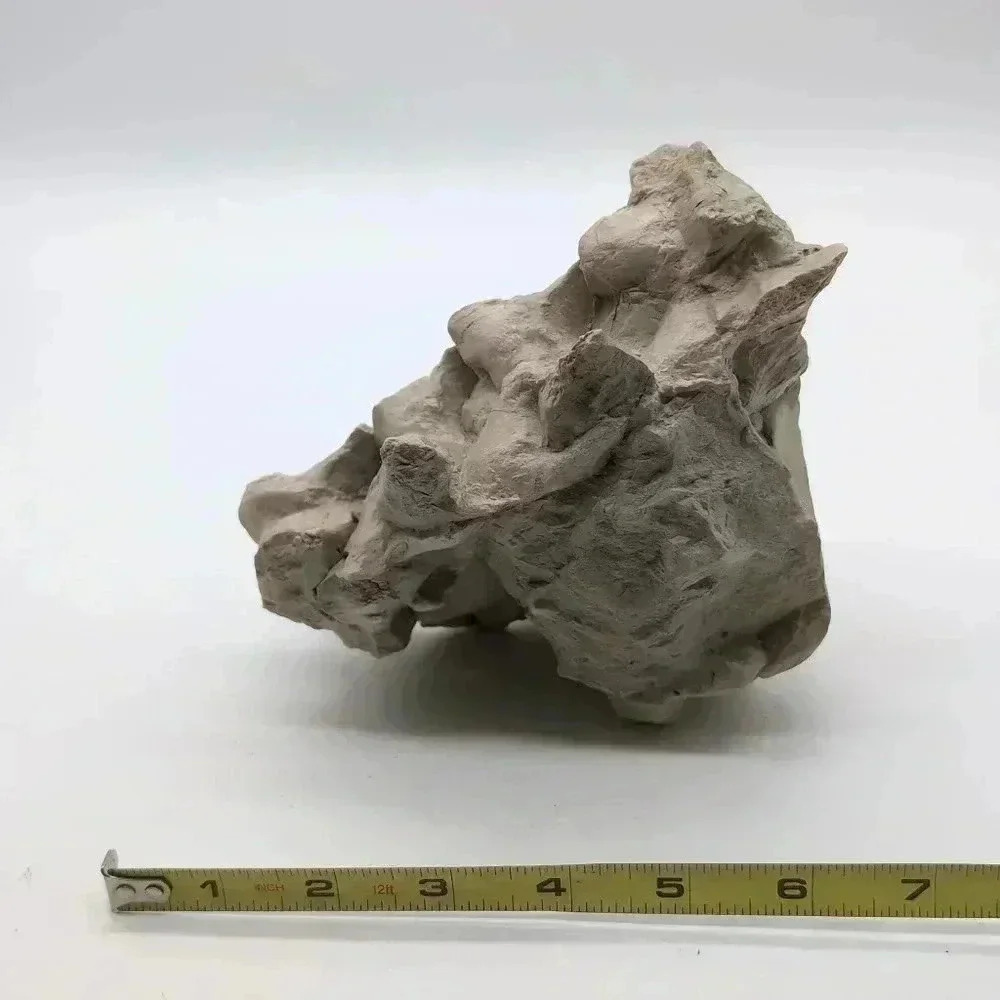 Unique Oreodont Fossil Vertebrae  in Matrix amazing display piece - Picture 4 of 7